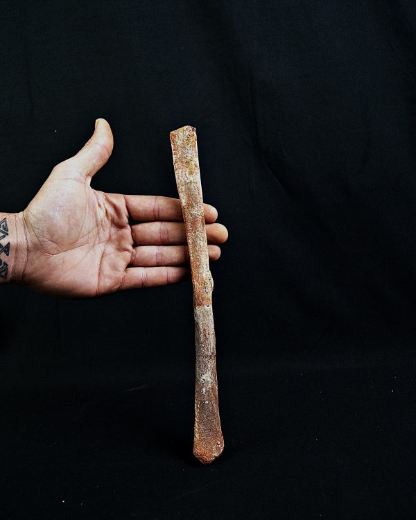 SONY DSC Hueso de ala de Alanqa pterosaurio