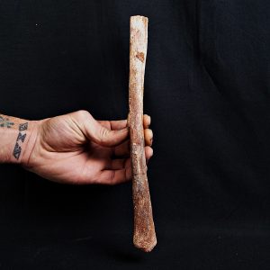 Hueso de ala de Alanqa pterosaurio