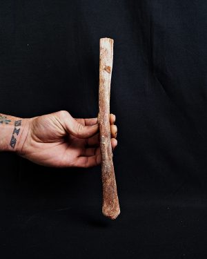 Hueso de ala de Alanqa pterosaurio