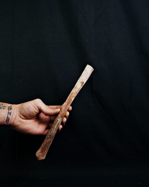 SONY DSC Hueso de ala de Alanqa pterosaurio