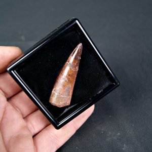 Spinosaurus aegyptiacus