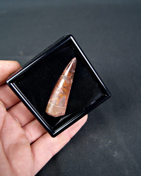 SONY DSC Spinosaurus aegyptiacus