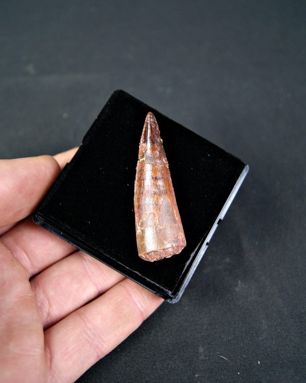 SONY DSC Spinosaurus aegyptiacus