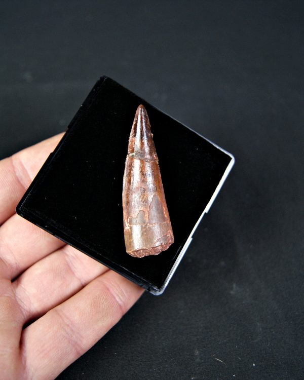 SONY DSC Spinosaurus aegyptiacus