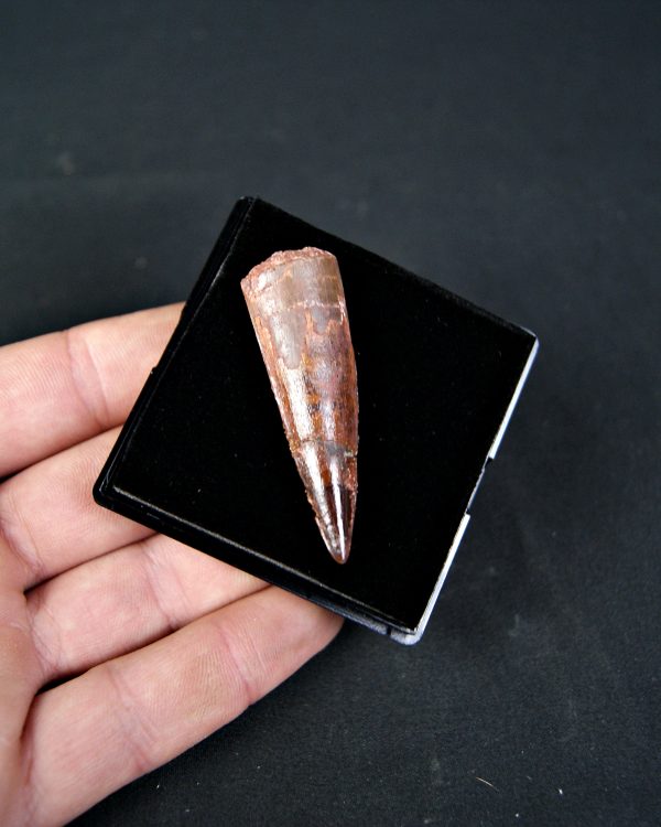 SONY DSC Spinosaurus aegyptiacus