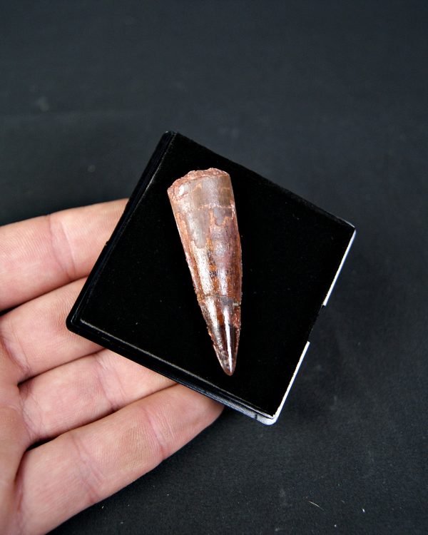 SONY DSC Spinosaurus aegyptiacus