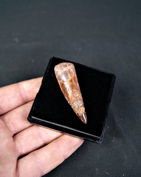 SONY DSC Spinosaurus aegyptiacus