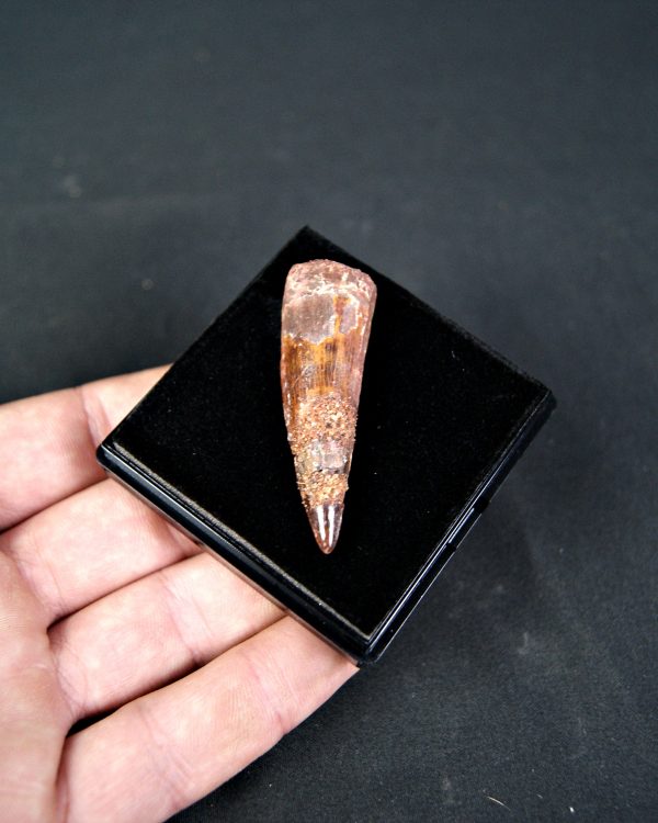 SONY DSC Spinosaurus aegyptiacus