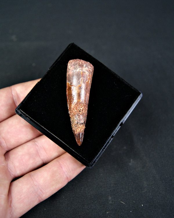 SONY DSC Spinosaurus aegyptiacus