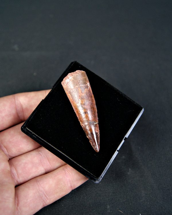 SONY DSC Spinosaurus aegyptiacus