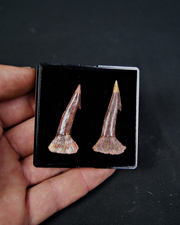 SONY DSC Onchopristis numidus