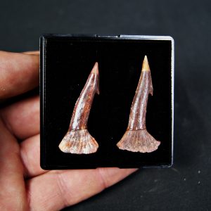 Onchopristis numidus