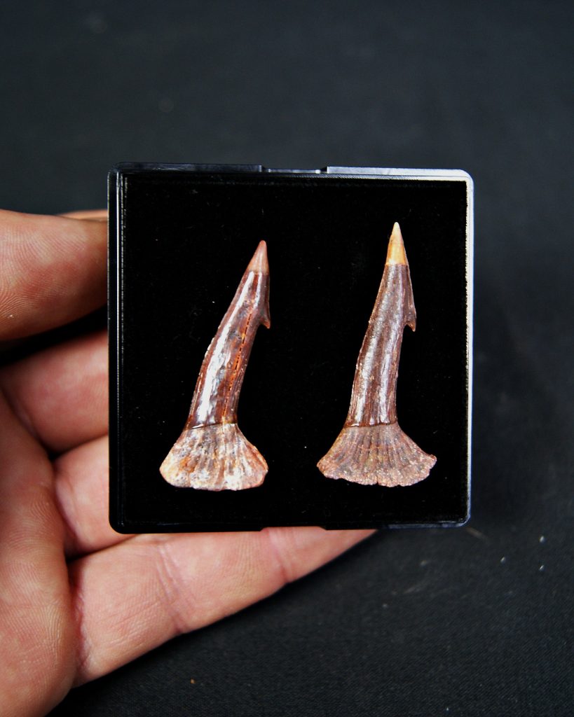 Onchopristis numidus