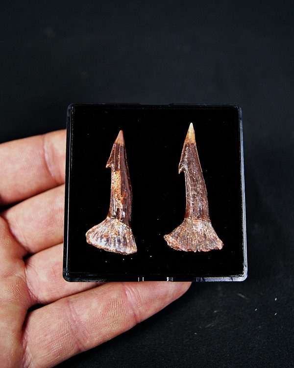 SONY DSC Onchopristis numidus