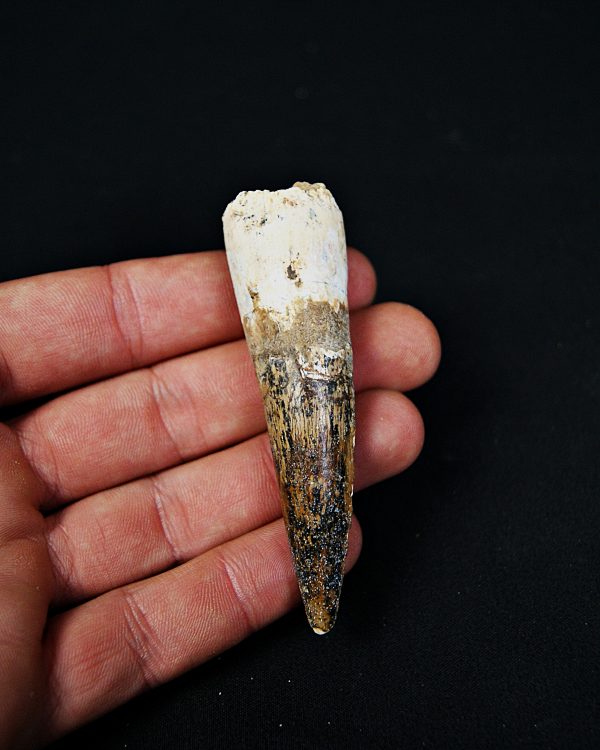 SONY DSC Diente enraizado de Spinosaurus