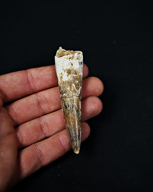 SONY DSC Diente enraizado de Spinosaurus