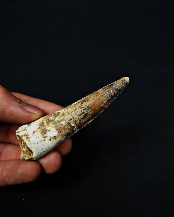 SONY DSC Diente enraizado de Spinosaurus