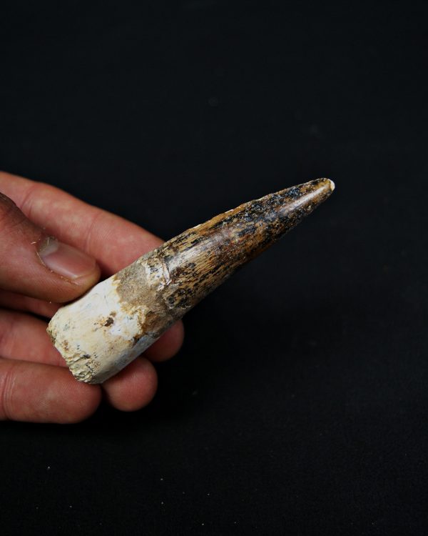 SONY DSC Diente enraizado de Spinosaurus