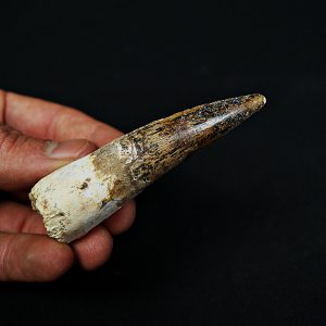 Diente enraizado de Spinosaurus