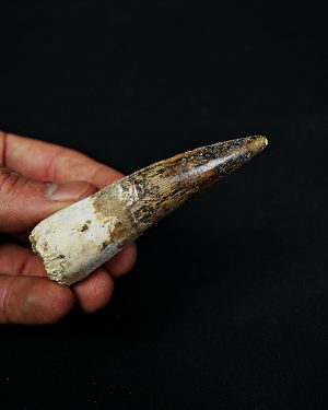 Diente enraizado de Spinosaurus