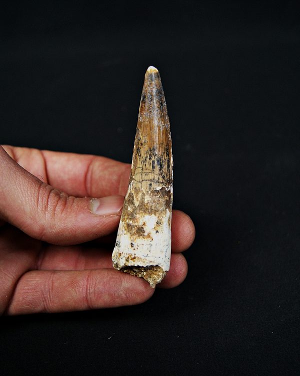 SONY DSC Diente enraizado de Spinosaurus