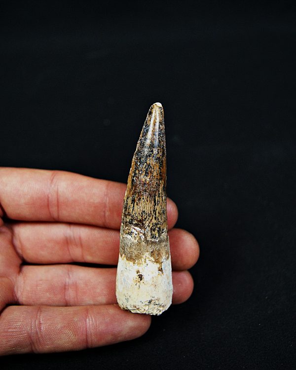 SONY DSC Diente enraizado de Spinosaurus