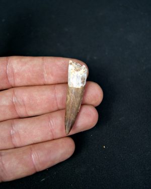 SONY DSC Diente de plesiosaurio