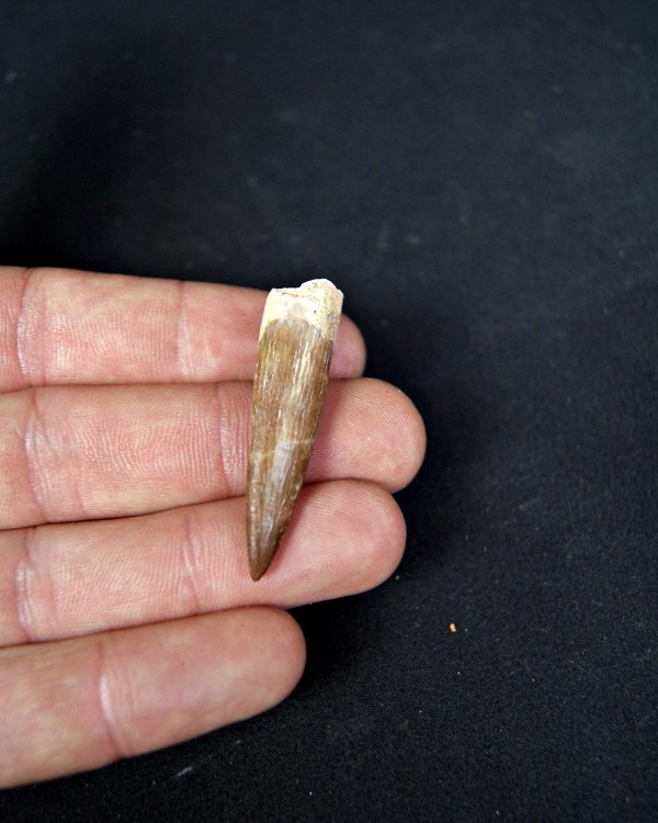 Diente de plesiosaurio