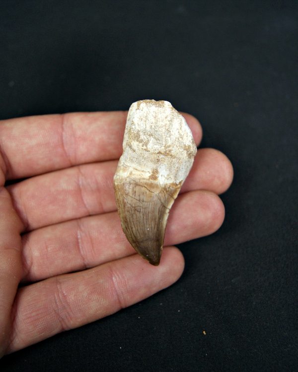 Diente completo de Mosasaurus