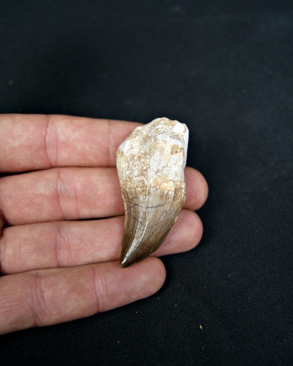 Diente completo de Mosasaurus