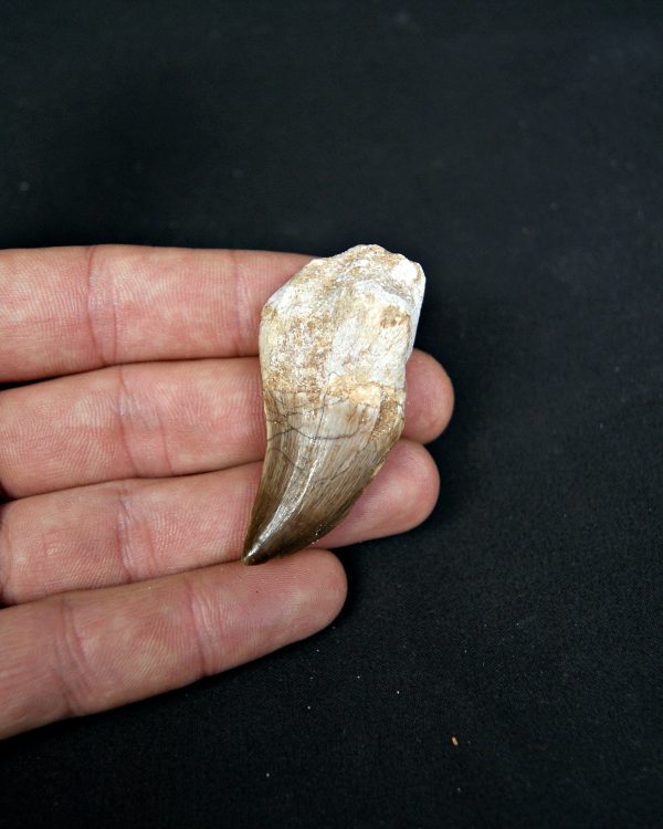 Diente completo de Mosasaurus