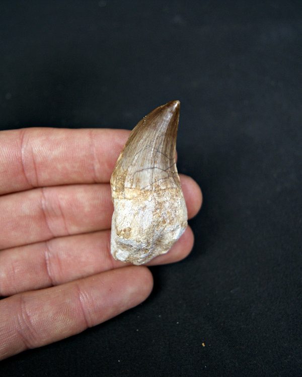 Diente completo de Mosasaurus