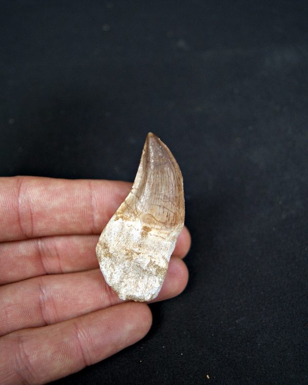 Diente completo de Mosasaurus