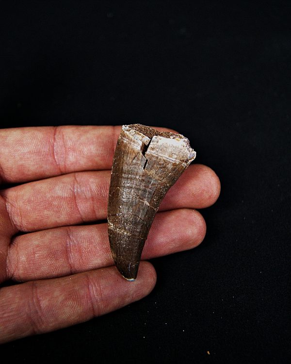 Mosasaurus hoffmanni