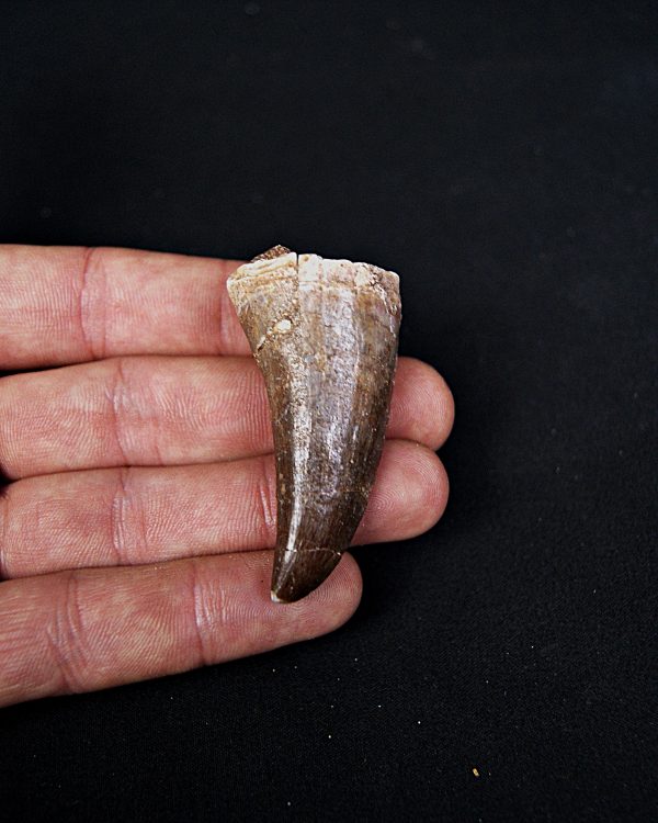 Mosasaurus hoffmanni