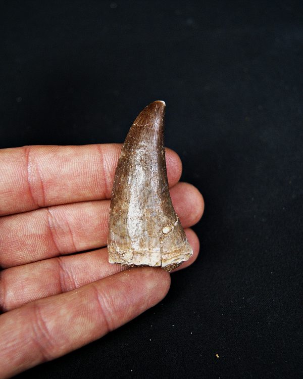 Mosasaurus hoffmanni