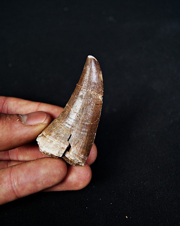 Mosasaurus hoffmanni