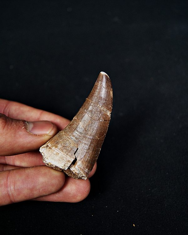 Mosasaurus hoffmanni