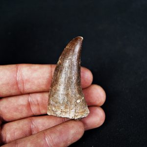 Mosasaurus hoffmanni