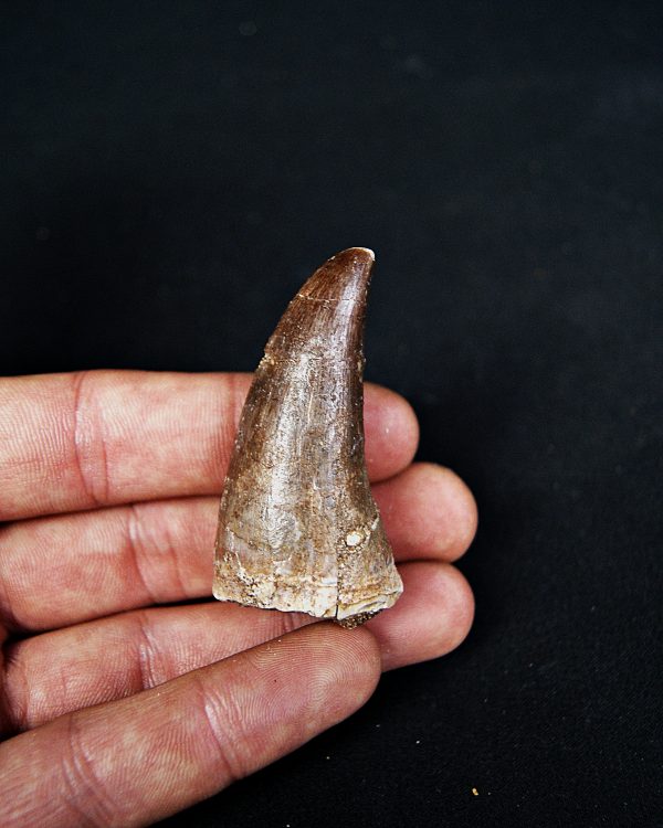 Mosasaurus hoffmanni