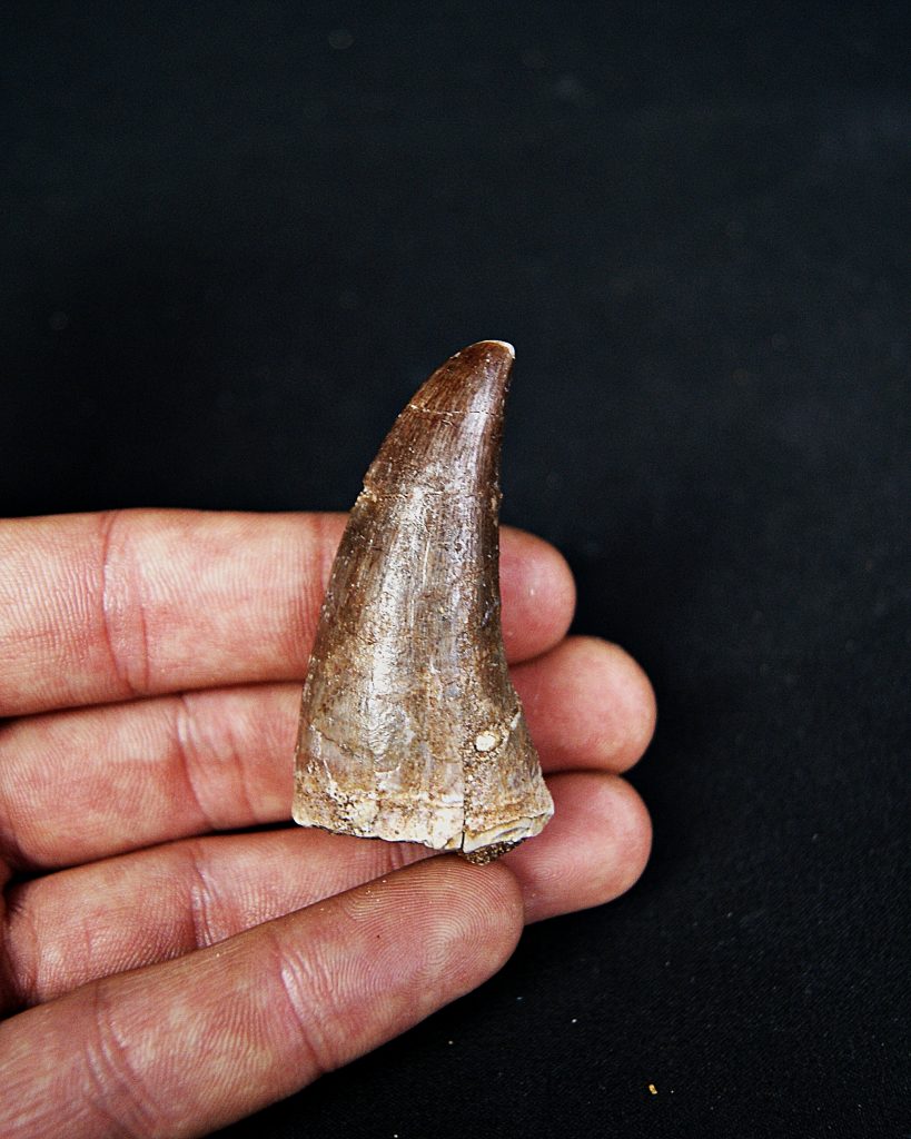 Mosasaurus hoffmanni