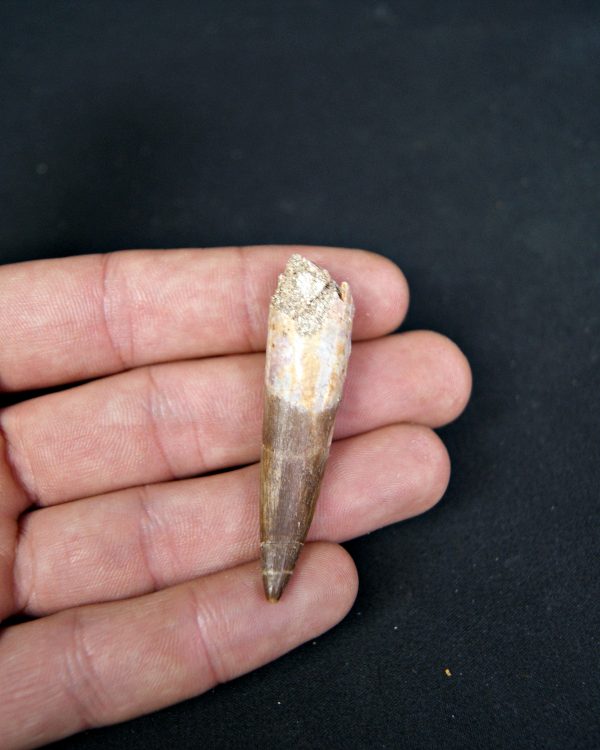 SONY DSC Diente de plesiosaurio