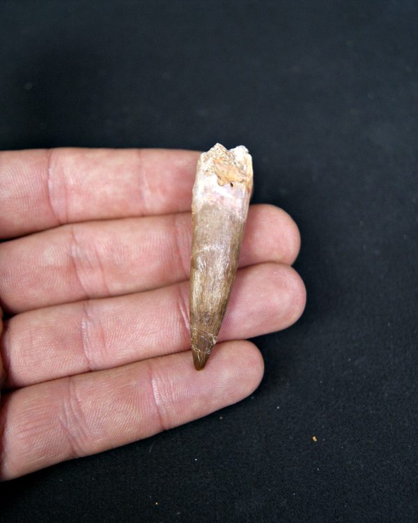 SONY DSC Diente de plesiosaurio