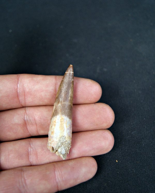 SONY DSC Diente de plesiosaurio