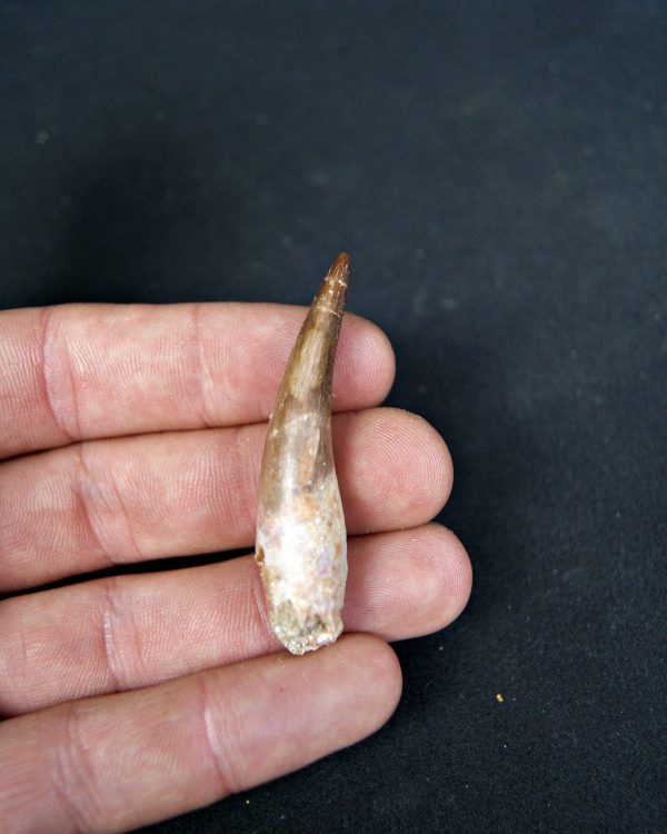 SONY DSC Diente de plesiosaurio