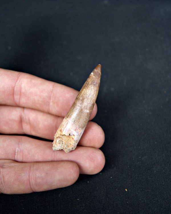 SONY DSC Diente de plesiosaurio