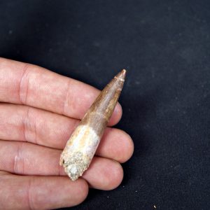 Diente de plesiosaurio