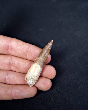 Diente de plesiosaurio