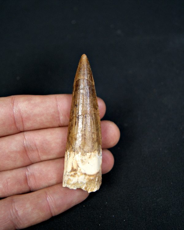 SONY DSC Diente de Spinosaurus