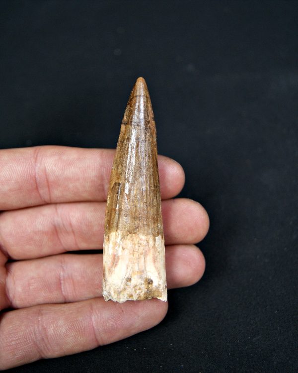 SONY DSC Diente de Spinosaurus